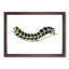 Illustration of a Green Caterpillar - Framed Print-55641485-55641490