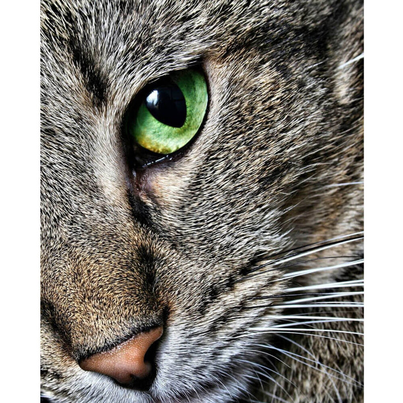 Affiche brillante "max close up" batie, H 28,5 po x l 36 po