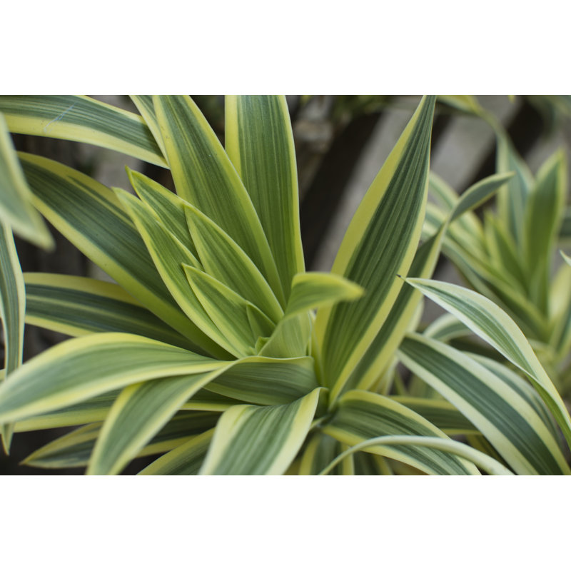 Dracaena Green Leaves - Photographie sur toile tendue, H 32 po x l 48 po