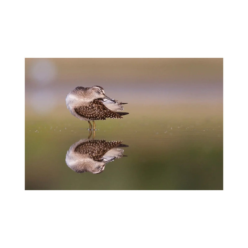 Preening 1 Piece Wrapped Canvas Wall Art, 66.04 cm H x 45.72 cm W x 1.91 cm D