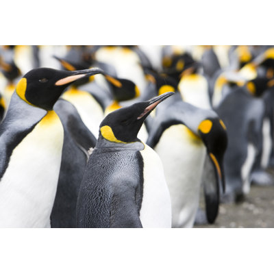 Image de pingouin par Mlenny