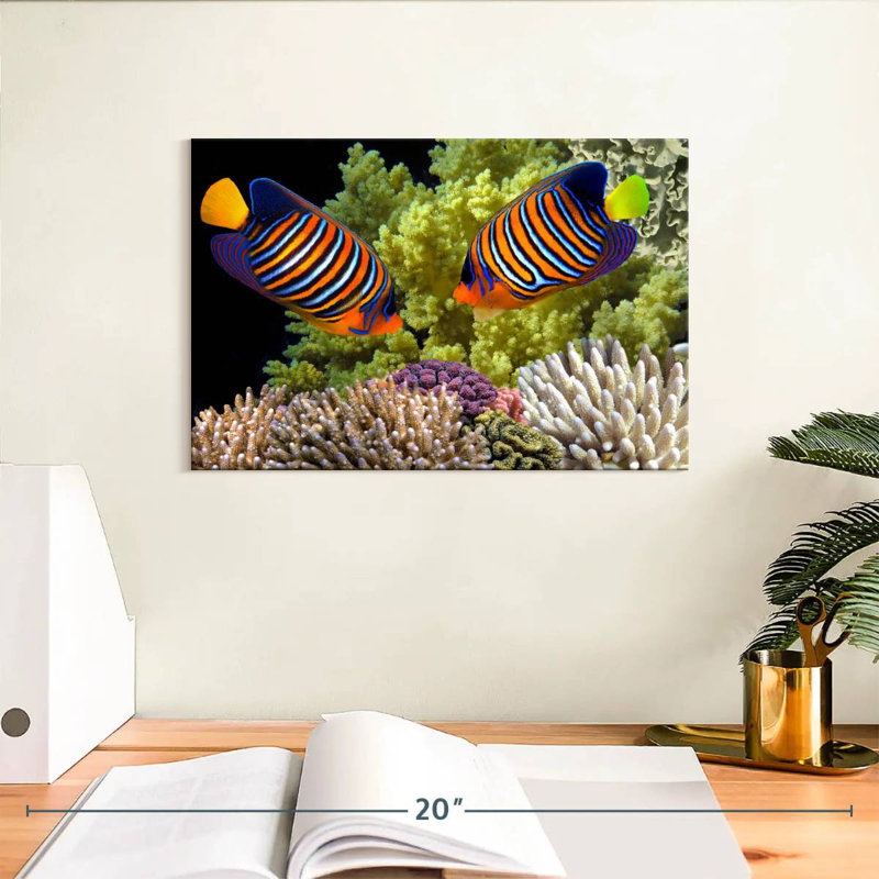 Brampt Red Sea Reef Regal Angelfish, 8" H x 12" W