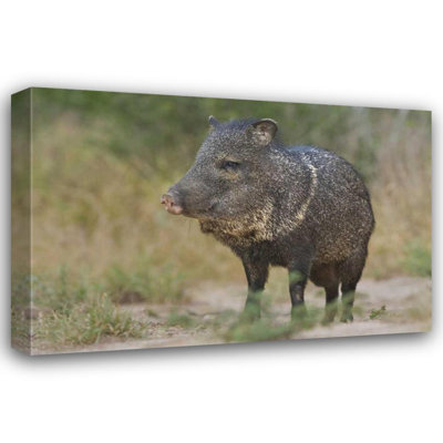 Millwood Pines Welling, Dave Gallery Wrapped Canvas Art: Texas, Rio Grande Valley Close, up of javelina