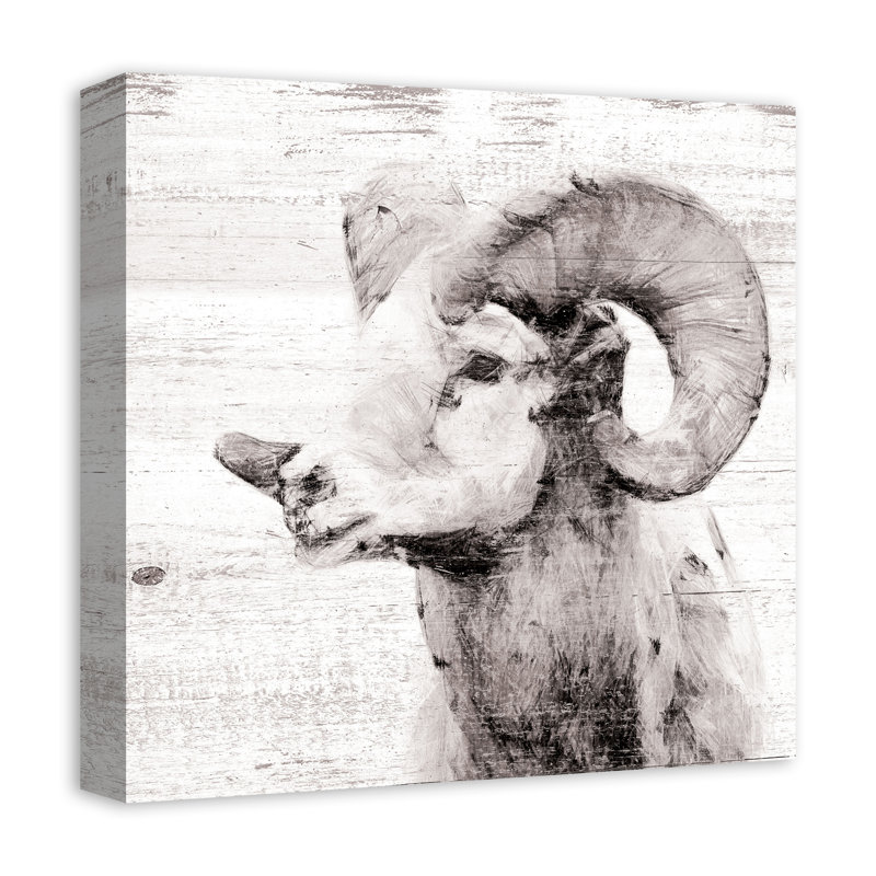 White Ram - Wrapped Canvas Graphic Art