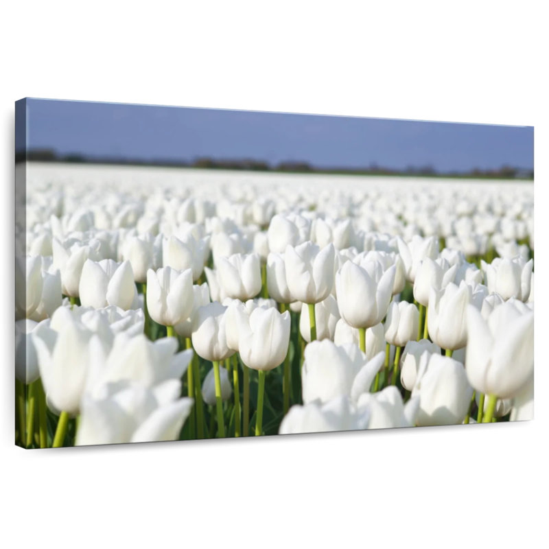 Tulipes blanches sans fin Alvord