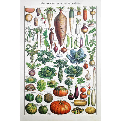 " Garden Vegetables " by Gwengoat