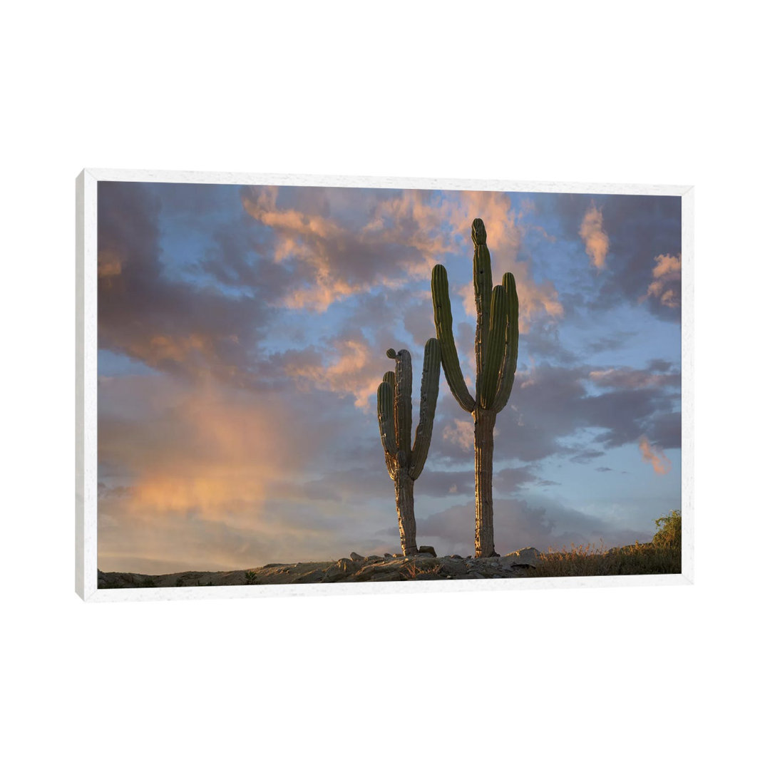 Saguaro Kakteen, Cabo San Lucas, Mexiko von Tim Fitzharris - Galerie-verpackte Leinwand Giclée auf Leinwand