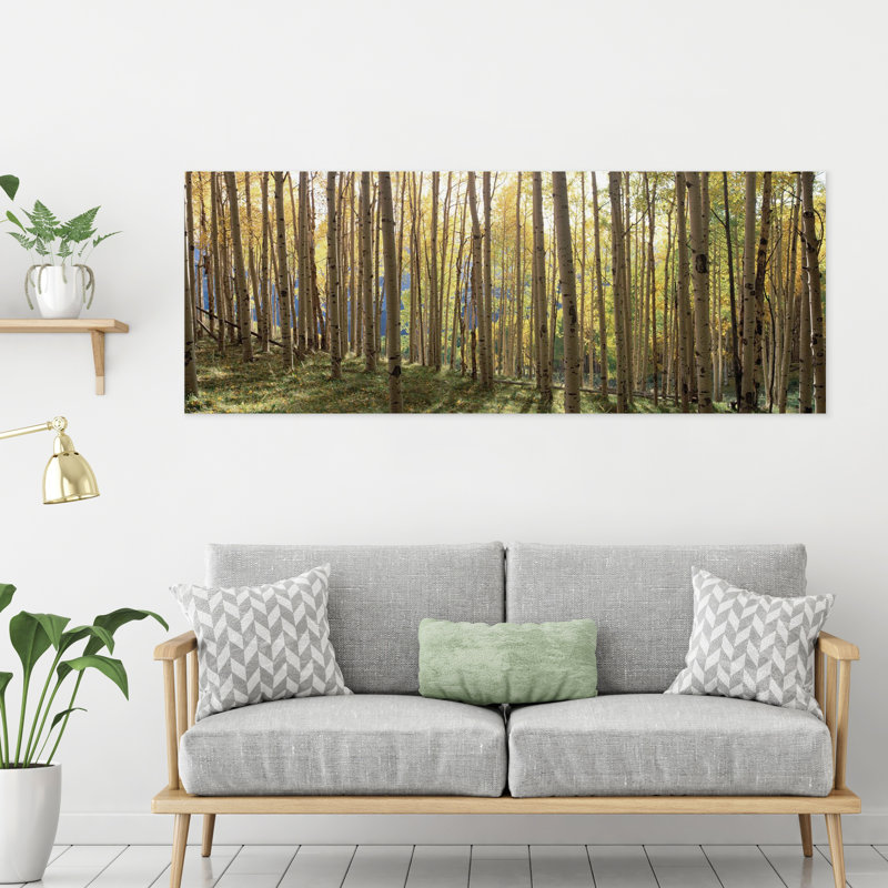 « sunlit colorado trees », reproduction de photo sur verre