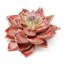 Dahlia Bloom Objet