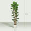  180cm Artificial Fiddle Leaf Fig Tree with Solid Wood Trunks-2104939309