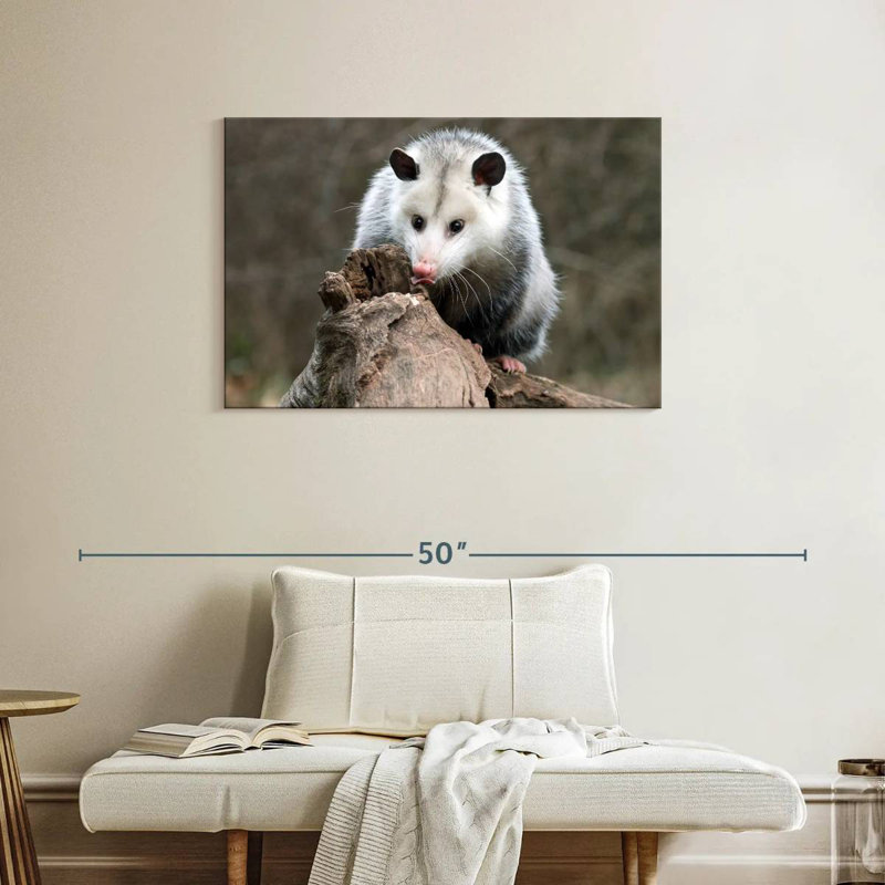 Brampt Opossum, 24" H x 36" W