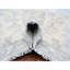 Tapis noué à la main en laine biologique blanc givré 10 pi 2 po x 14 pi 1 po A2734F21A5DC461F8F72763453DE14F4