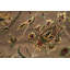 Dharma Oriental Area Rug in Brown
