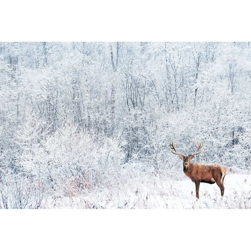 Noble cerf dans la forêt d'hiver. par Delbars - Photographie sur toile tendue, L 12 po x H 8 po