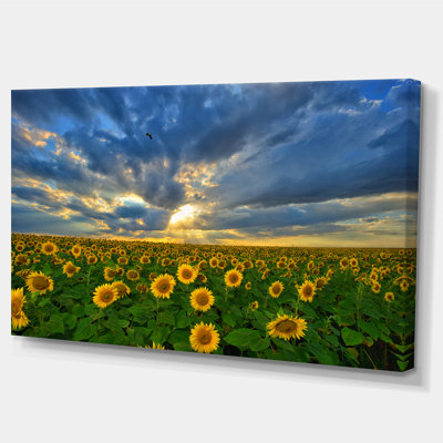 " Beauty Sunset Over Sunflowers "