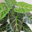 152.4cm Faux Plant in Pot Liner
