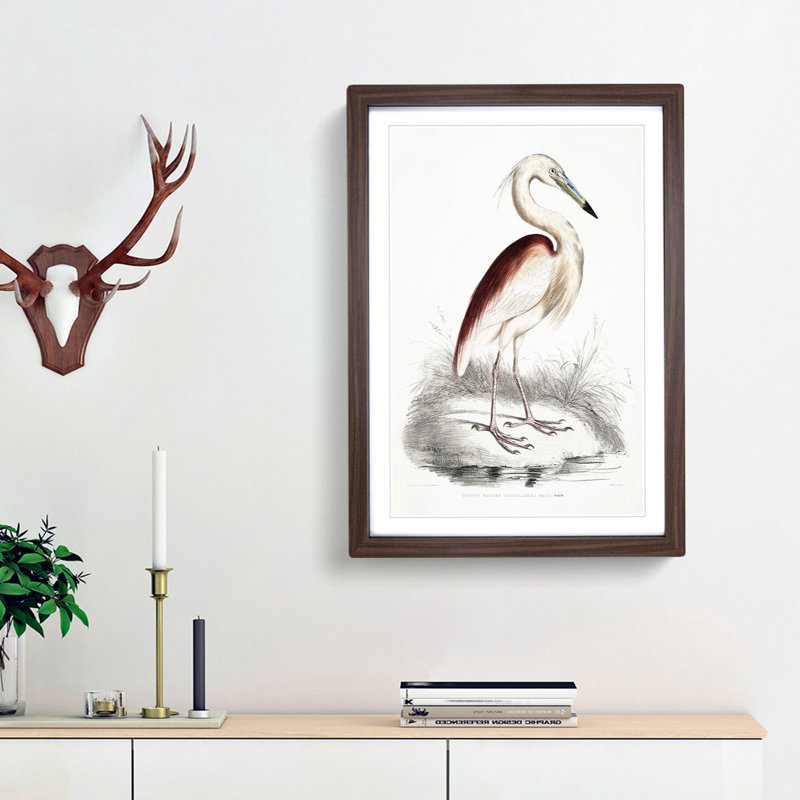 Maroon-Backed Heron by John Edward Gray - Picture Frame Painting Print, Walnut Framed, 36cm H x 27cm W x 2cm D