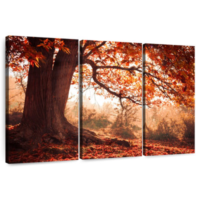 Alvord Crimson Maple Tree
