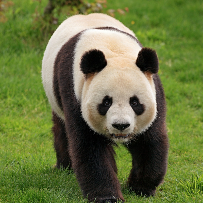 Walking Giant Panda by Rusm - No Frame Print on Canvas, 91cm H x 91cm W