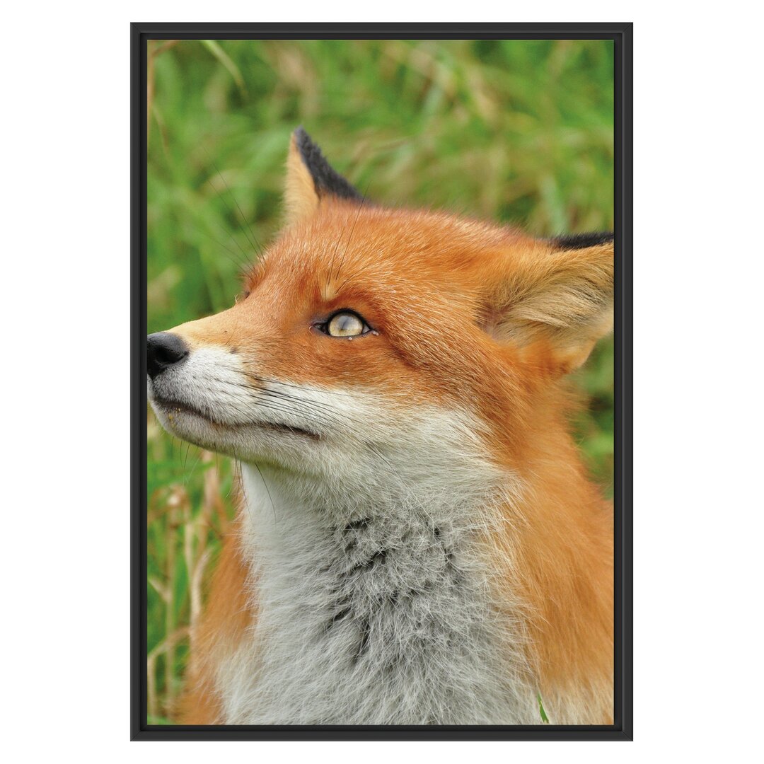 Gerahmtes Wandbild Fuchs auf Wiese