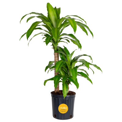Mass Cane in Grower Pot