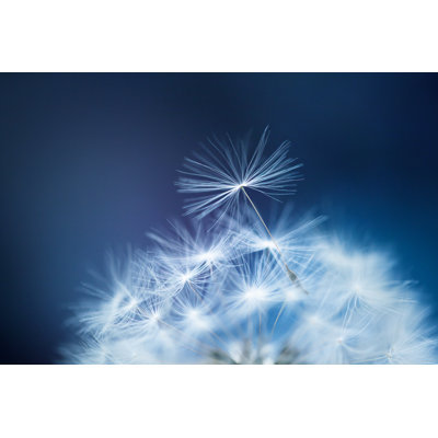 Anakie Beautiful Flower In Macro - Wrapped Canvas Print