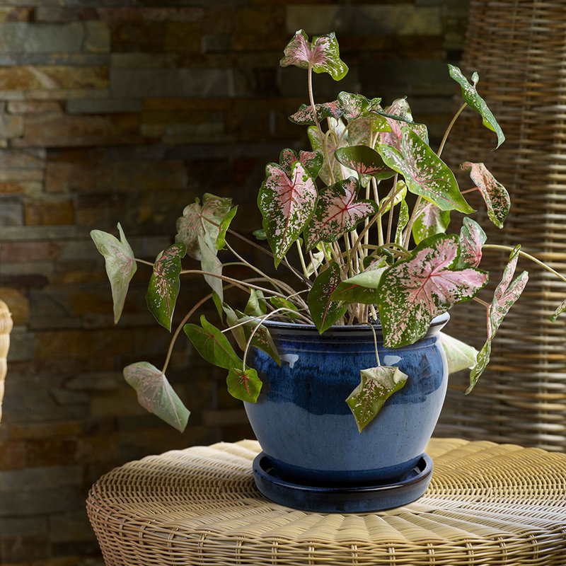 Pot à fleur en céramique avec soucoupe 12 pouces de diamètre Cron Wisteria, bleu