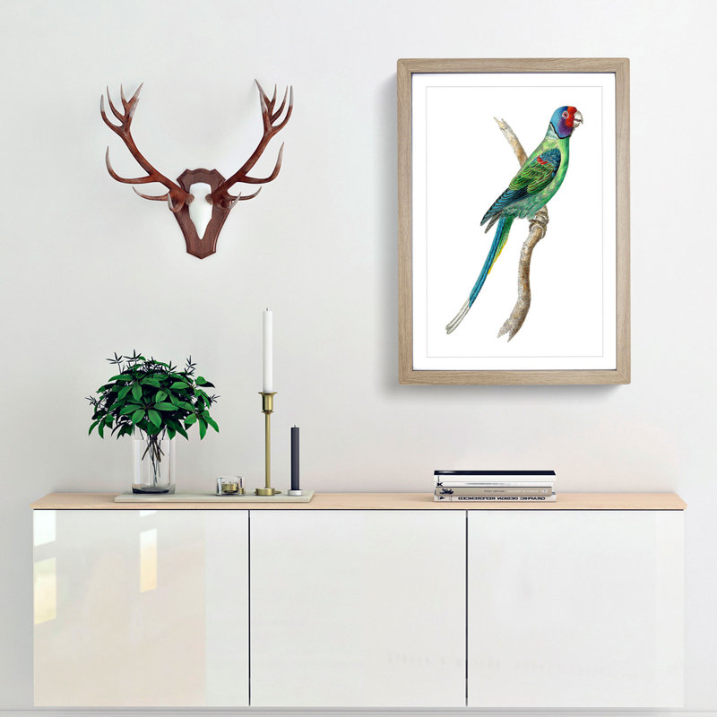 Long-Tailed Parakeet by George Shaw - Framed Print, 36cm H x 27cm W x 2cm D, Oak Framed