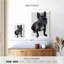 Bouledogue français Brampt-108426513