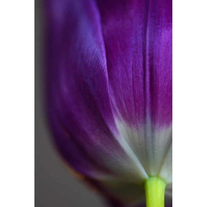 «Purple Tulip» par Mortimer Brewster - photographie sur toile tendue, H 18 po x l 12 po
