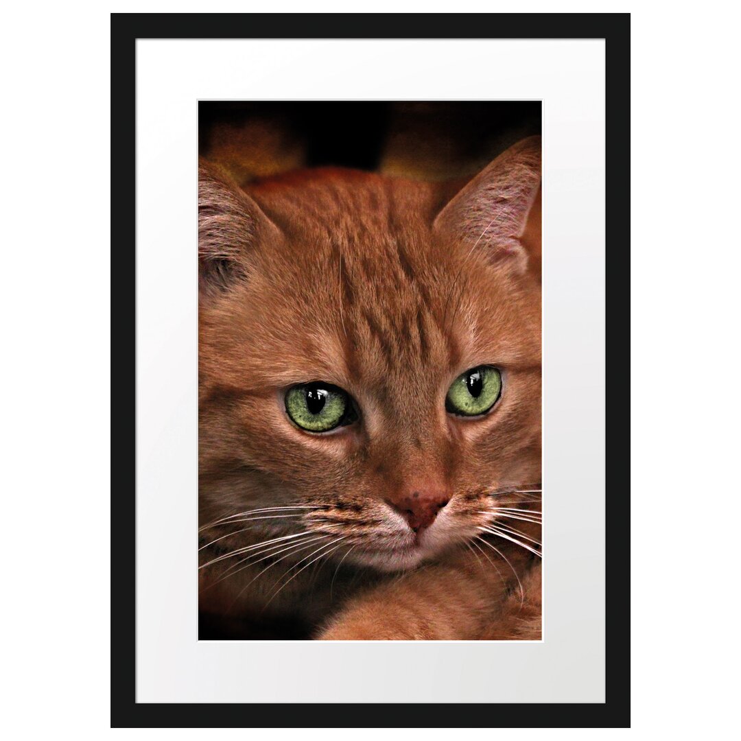 Wunderschöne Hauskatze Gerahmte Fotokunstdruck Poster