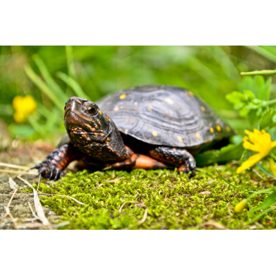 " Spotted Turtle " by Jasonondreicka