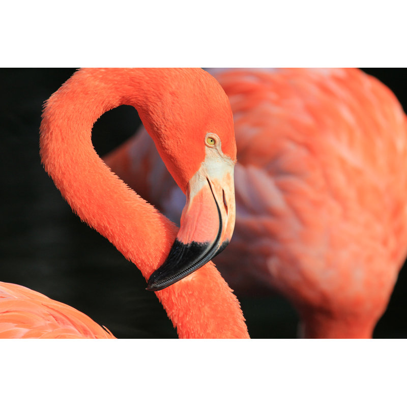 Flamingo's Head In Profile by M-kojot - Wrapped Canvas Print, 30cm H x 46cm W x 3.8cm D
