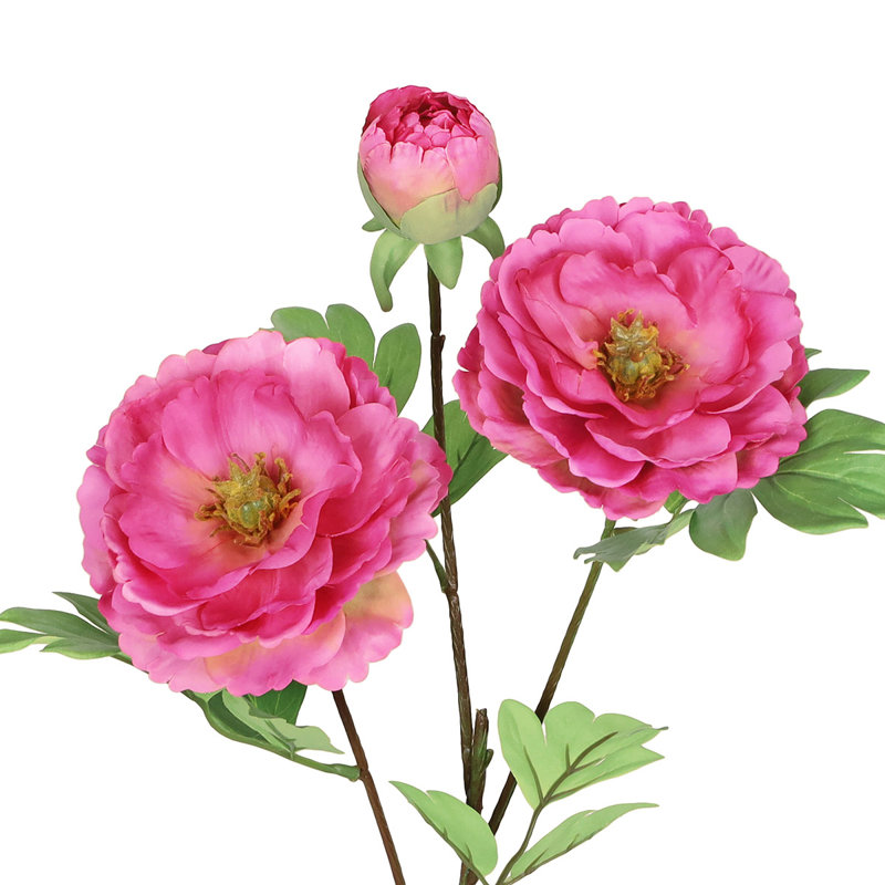 Tiges de pivoines, Fuchsia