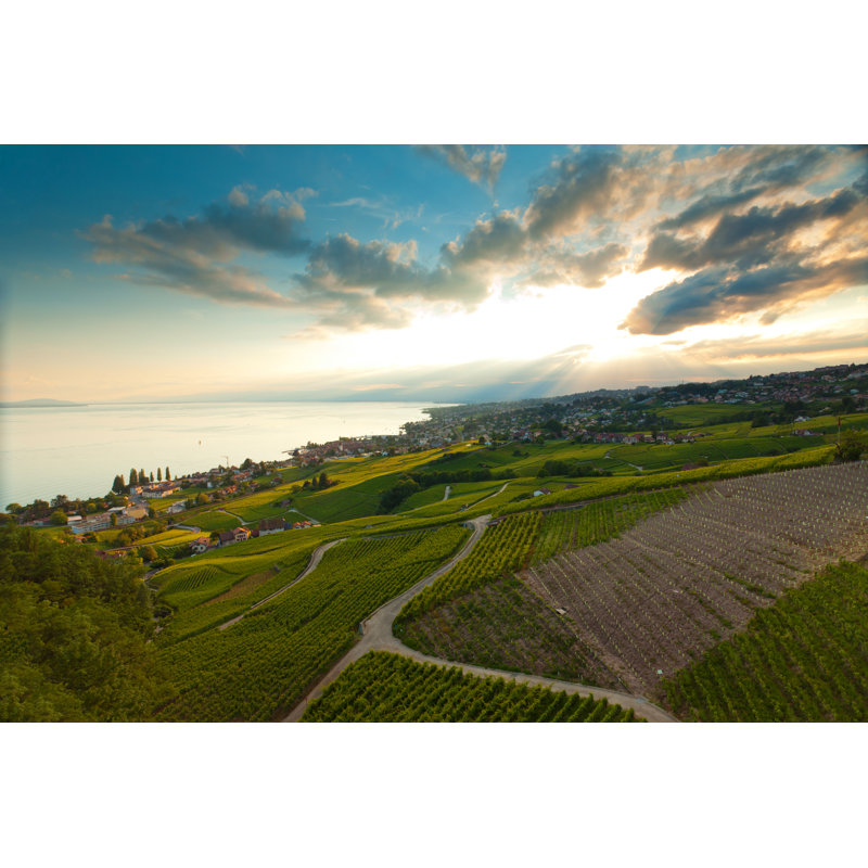 Vineyard, 61cm H x 91cm W x 3.8cm D