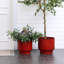 Pot à fleurs rond rouge en céramique-1193320584