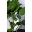 Pothos artificiel suspendu 22 po