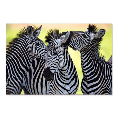 " Zebras Socialising And Kissing "