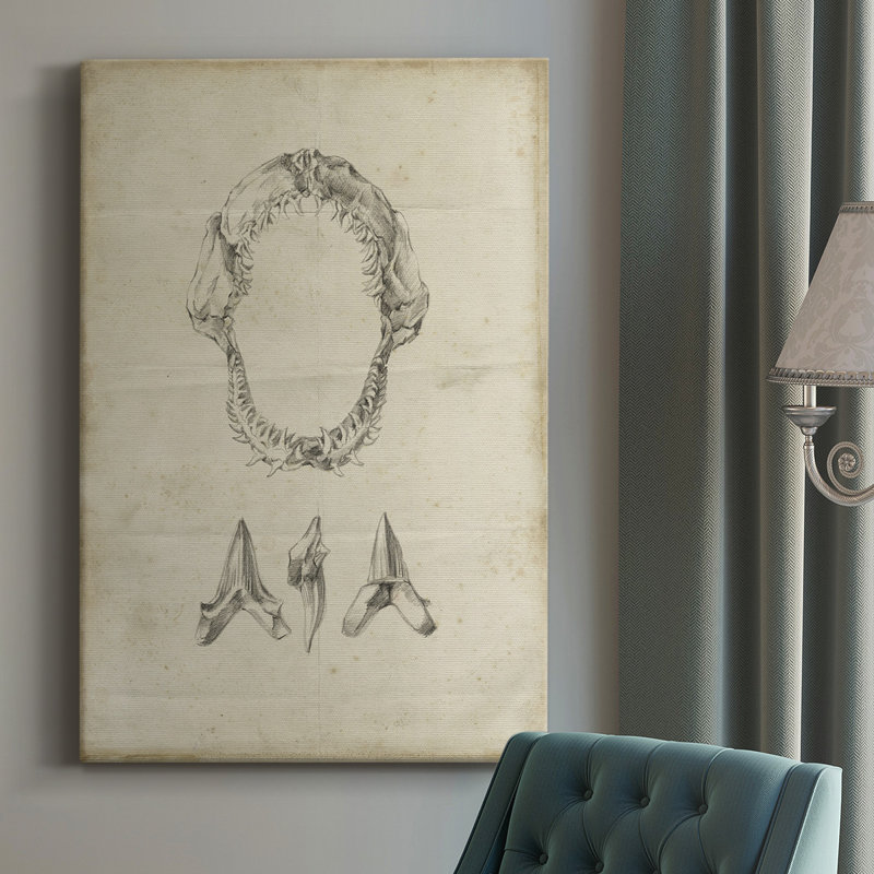 Shark Study I - Reproduction de dessin sur toile tendue, H 27 po x l 16 po x P 1,5 po