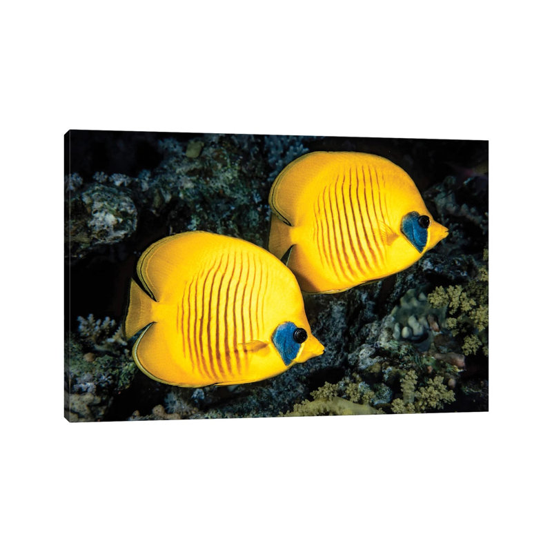 A Masked Butterflyfish, Chaetodon Semilarvatus, Also Known As The Blue-Cheeked Butterflyfish by David Fleetham - No Frame Gallery-Wrapped Canvas Giclée on Canvas