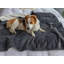 Couvertures pour chiens