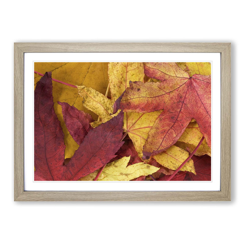 Autumn Leaves 1 Framed Photographic - Framed Print, Oak