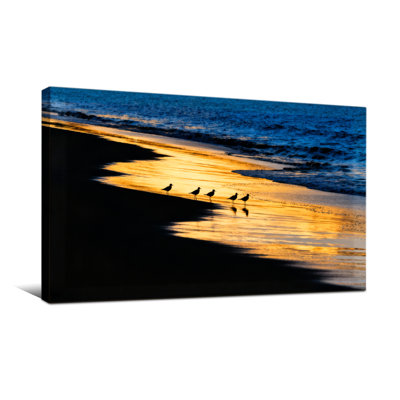 Nautique et plage, coucher de soleil, oiseaux de plage, reflet, océan, vagues, sable