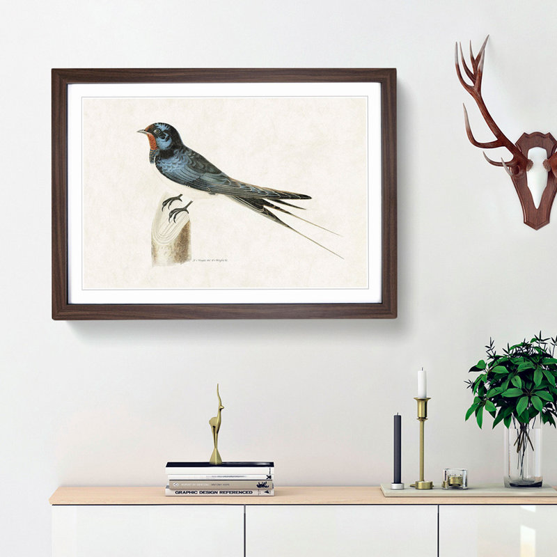 Male Barn Swallow by Von Wright - Picture Frame Art Print, Walnut Framed, 36cm H x 48cm W x 2cm D