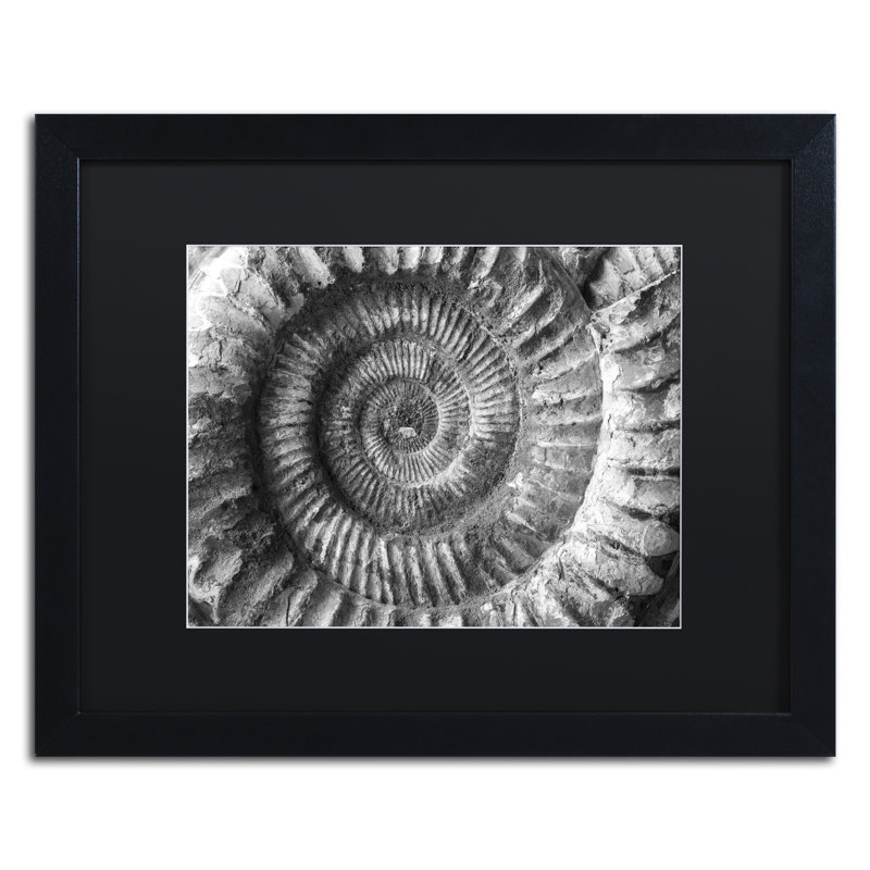 « amonita 2 » par moises, reproduction de photo encadrée, H 16 po x l 20 po x P 0,5 po, Noir