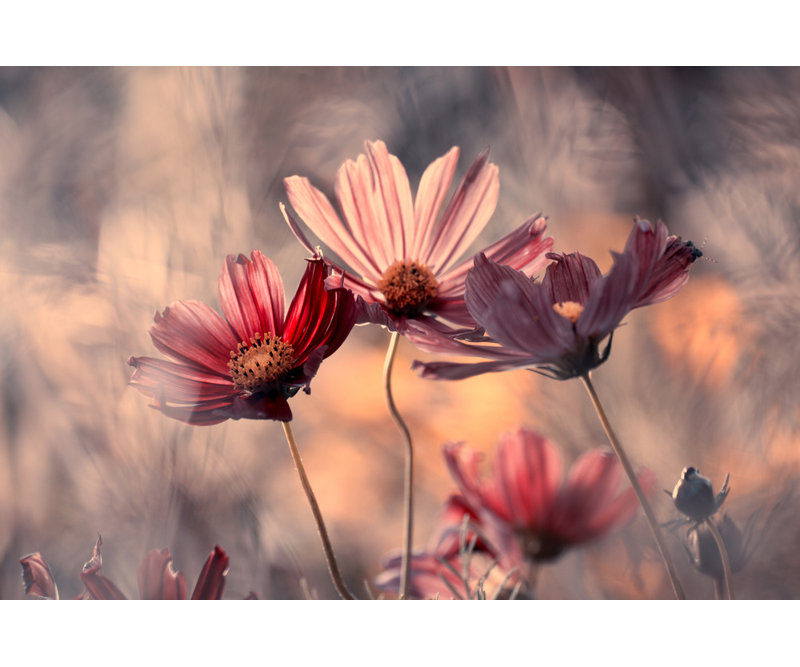 Wrapped Canvas Print, 60.96 cm H x 91.44 cm W
