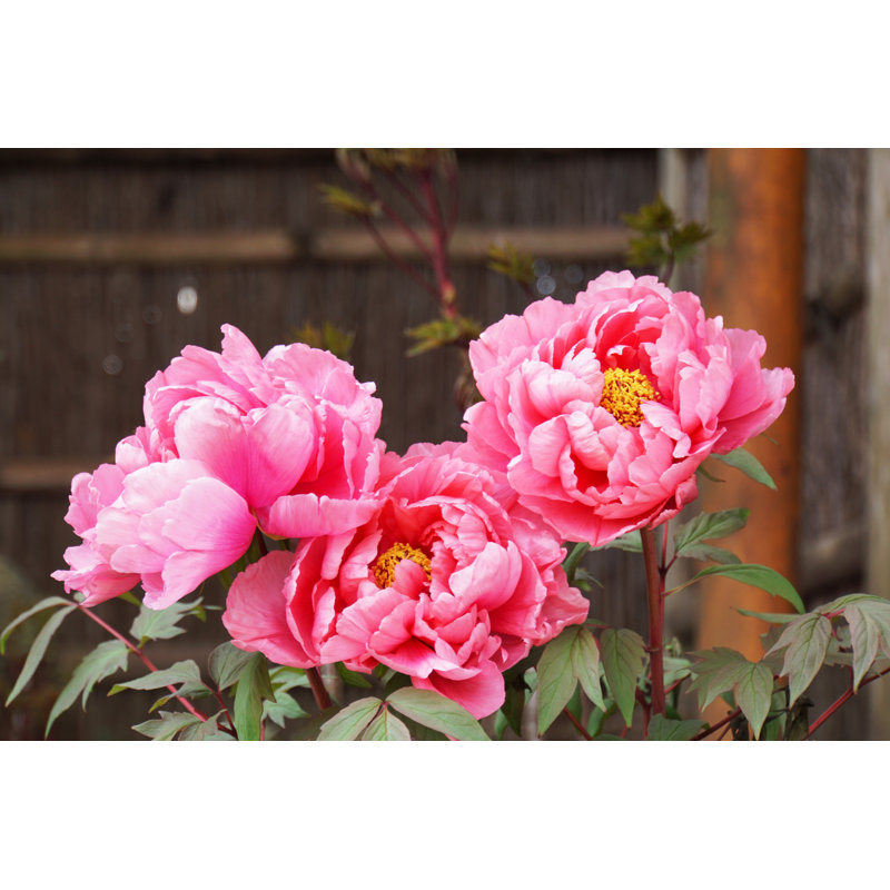 " Peony Flower Blooming ", 8" H x 12" W  