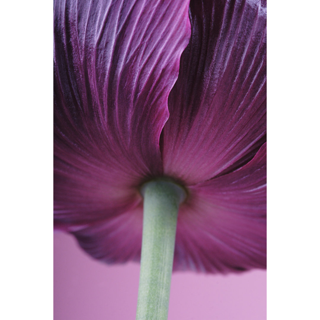 Underside of Purple Poppy von CaroleGomez - Leinwanddrucke