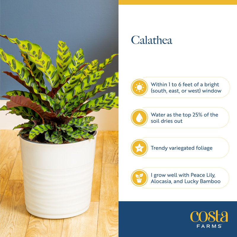 Calathea in Décor Planter