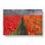 Field Of Tulips - Wrapped Canvas-61877187